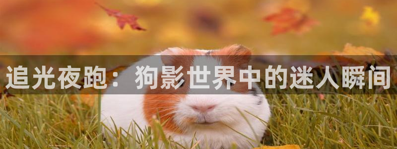 光棍影院在线观看ggyy